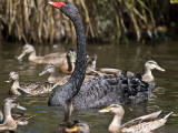 Black Swan and Mallards _2055821.jpg
