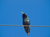 European Starling _3047344.jpg