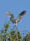 Juvenile White-tailed Kite _5292156.jpg