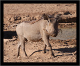 Wart Hog Model (best feminine pose)