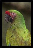 Military Macaw #23