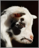 African Pigmy Goat