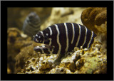 Zebra Moray (eel)