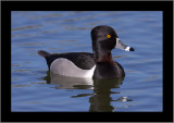 Ring-necked Duck #2