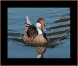 White-cheeked Pintail #2