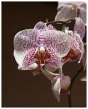Orchid #12
