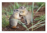 Ground Squirrels.jpg