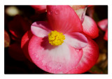 Begonia.jpg