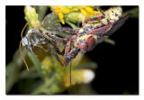 Assassin Bug Eating a Bee.jpg