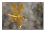 Orange Dragonfly.jpg