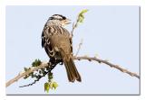 White-crowned Sparrow.jpg