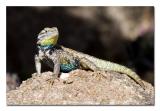 Spiny Lizard