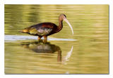 White faced Ibis 14.jpg