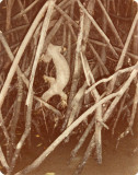 panoptes in mangroves.jpg