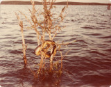 water python.jpg