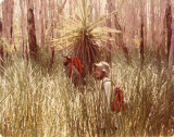 paperbark swamp.jpg