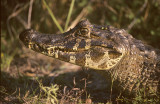 Caiman yacare.jpg