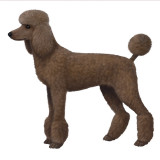 standard poodle.jpg