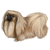 Pekinese.jpg