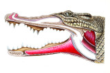 cross section of head low res.jpg