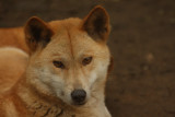 dingo 5.jpg