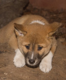 dingo_lo_res.jpg