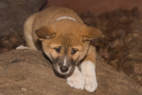 dingo_lo_res3.jpg