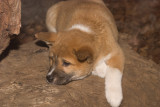 dingo_lo_res4.jpg