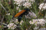 Pepsis sp.jpg