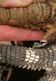 Komodo lace monitor comp.jpg