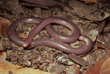 Rhamphotyphlops nigrescens.jpg