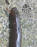 Valters snake 2.jpg