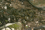 garter snake mating ball2.jpg