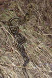 two males one female 2.jpg