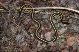 Thamnophis sirtalis parietalis.jpg