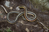 garter snake defence 3.jpg