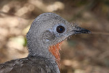 lyrebird.jpg