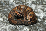 cottonmouth.jpg