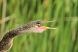 female anhinga.jpg