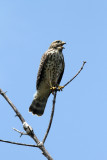 red shouldered hawk.jpg