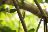 Anolis carolinensis.jpg