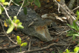 C acutus 2.jpg