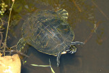 Florida redbelly turtle.jpg