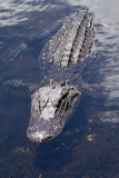 alligator body.jpg