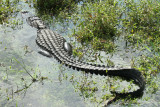 alligator whole body 2.jpg