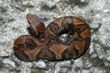 cottonmouth 2.jpg