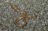 eastern ribbon snake.jpg
