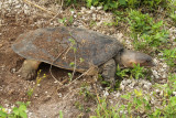 softshell digging.jpg