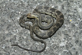 water snake larger 2.jpg