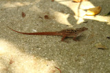 Anolis.jpg